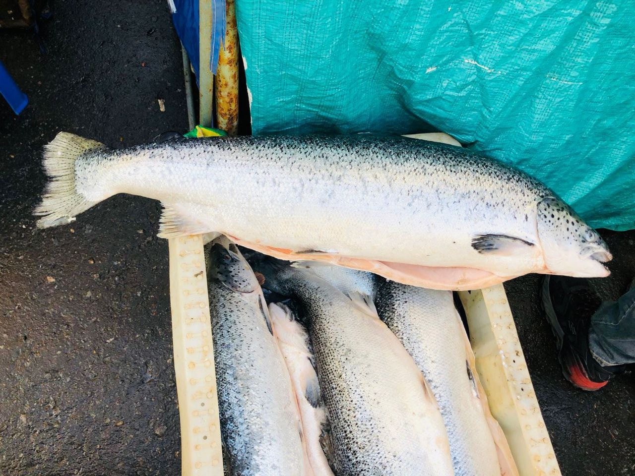 Свежая рыба на рынке в Архангельске